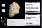 Foto (Objekt + Etikett) von ? Longodromites sp.  (NHMW-GEO-1990-0041-4394)